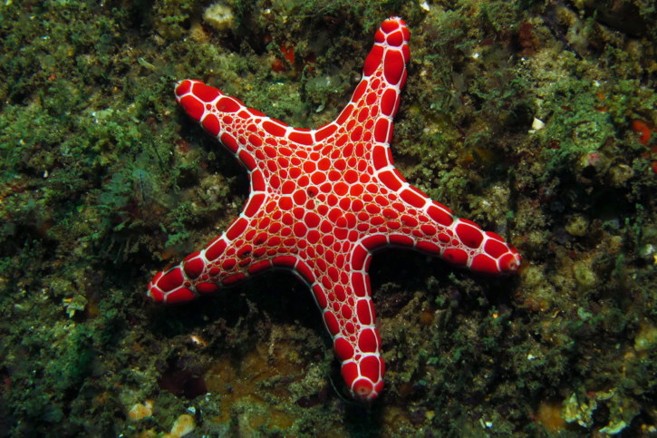 Etoile de mer, un animal insolite Etoile de mer, un animal insolite