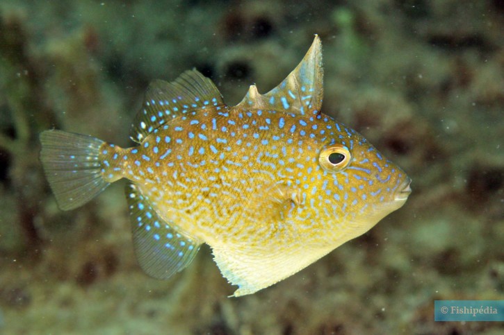 Balistes capriscus - ballesta común