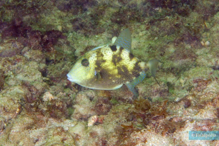 Balistes capriscus - ballesta común