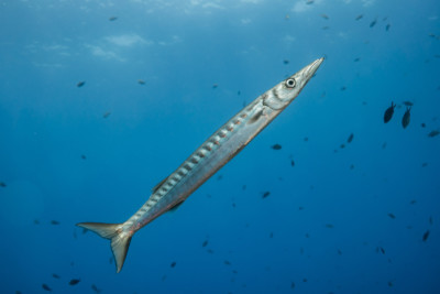 bicuda Sphyraenidae