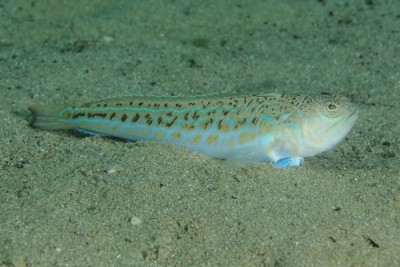 pez escorpión Trachinidae