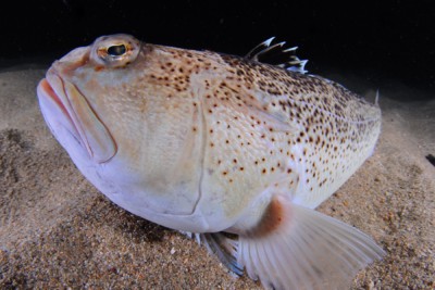 pez víbora Trachinidae