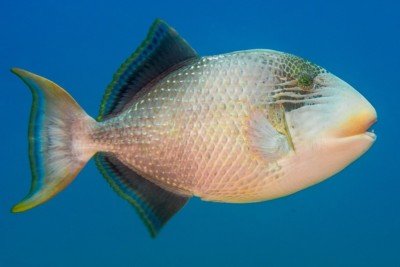 baliste à marges jaunes Balistidae