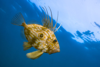 atlantic john dory Zeidae