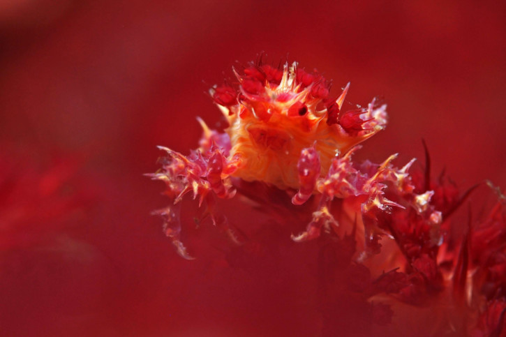 Hoplophrys oatesi