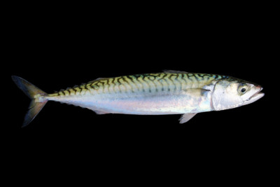 caballa