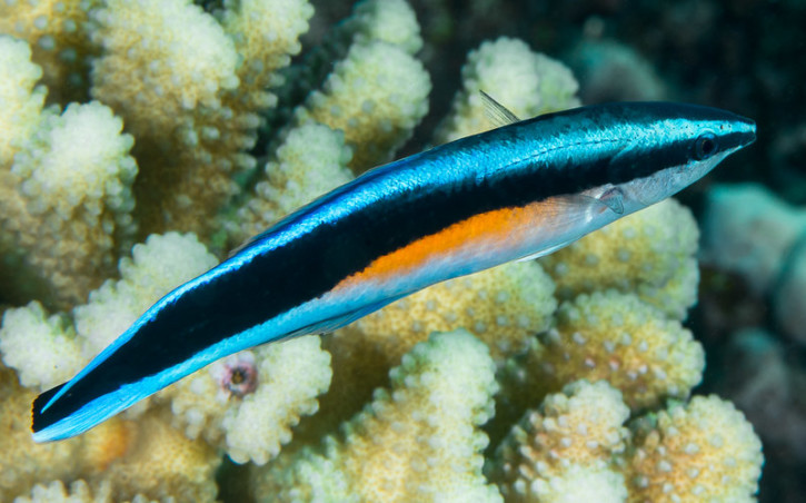 Une femme étonnée que son petit poisson rouge se soit transformé