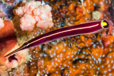 poisson crampon d'oursins Gobiesocidae