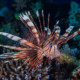 picture of Pterois miles