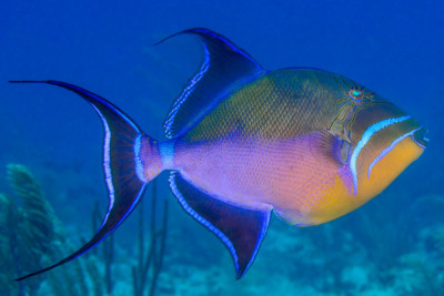 ballesta reina