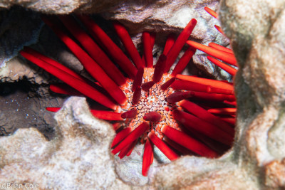 Heterocentrotus mamillatus Echinometridae