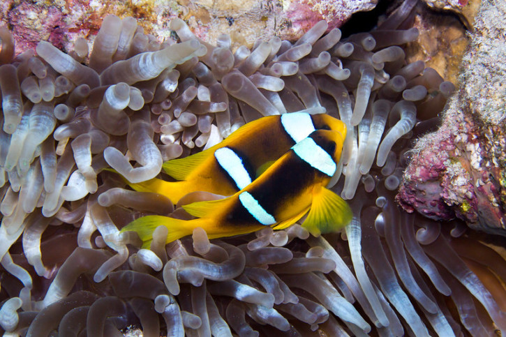 Pourquoi les poissons changent-ils de sexe ? Pourquoi les poissons changent-ils de sexe ?