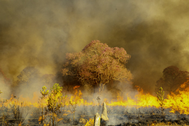 Pantanal : le sanctuaire de biodiversité durement touché par les incendies Pantanal : le sanctuaire de biodiversité durement touché par les incendies