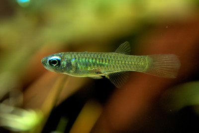 Poropanchax normani (ex. Aplocheilichthys)