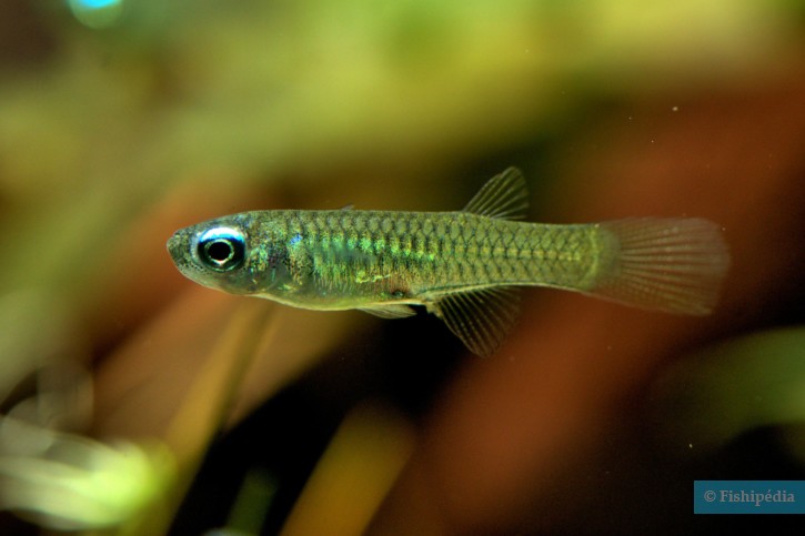 Poropanchax normani (ex. Aplocheilichthys)