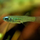 picture of Poropanchax normani (ex. Aplocheilichthys)