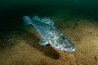 Poisson perca fluviatilis (perche) : fiche complète, paramètres, volume,  maintenance en aquarium, reproduction et nourriture