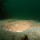 picture of Squatina albipunctata