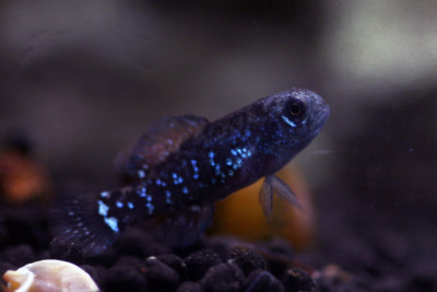 Elassoma evergladei