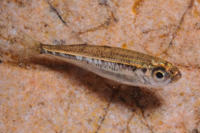 pejerrey mediterráneo