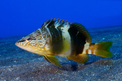 sciarrano scrittura Serranidae