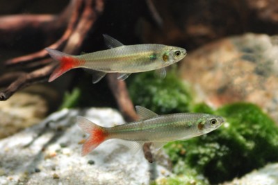 Aphyocharax rathbuni Characidae