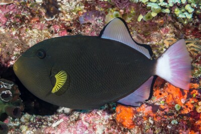 baliste veuf Balistidae
