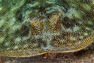 pastenague Jamaïcaine Urotrygonidae