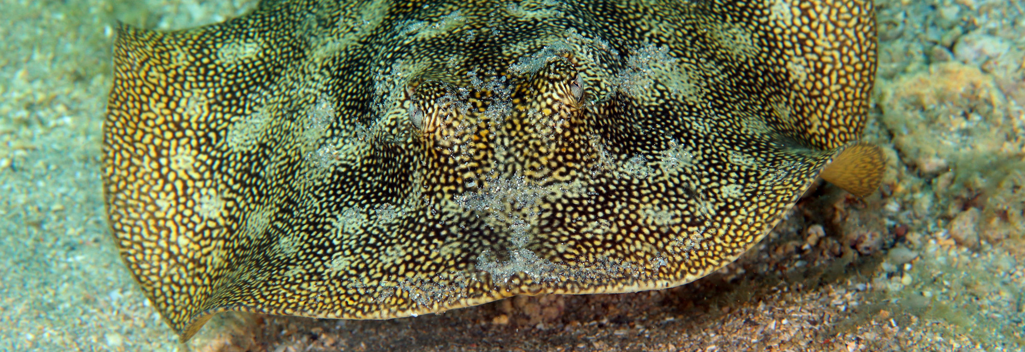 Urobatis jamaicensis