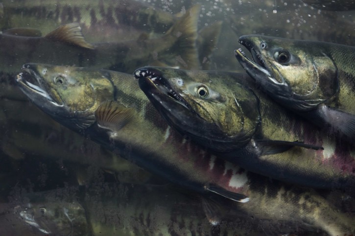 Et l’Homme créa le saumon d’élevage