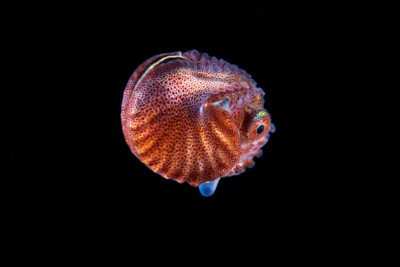 Gran Argonauta del Pacífico Argonautidae