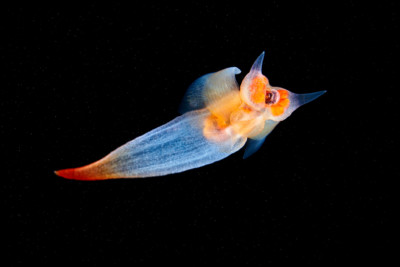 mariposa de mar