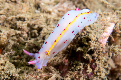 hypselodoris de benet Chromodorididae