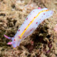 picture of Hypselodoris bennetti