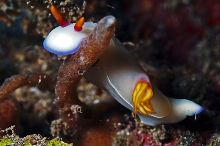 Hypselodoris bullockii