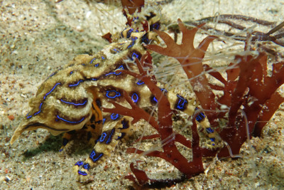 pulpo de líneas azules