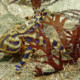 picture of Hapalochlaena fasciata