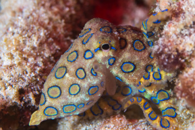 pulpo mayor de anillos azules