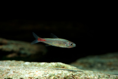 Brittanichthys axelrodi