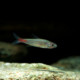 picture of Brittanichthys axelrodi