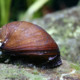 picture of Neritina pulligera