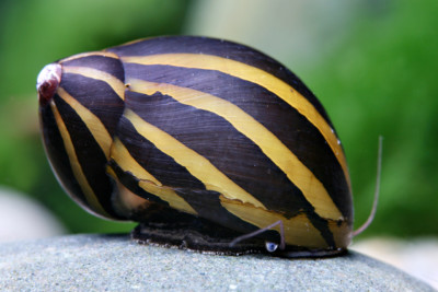 Neritina turrita