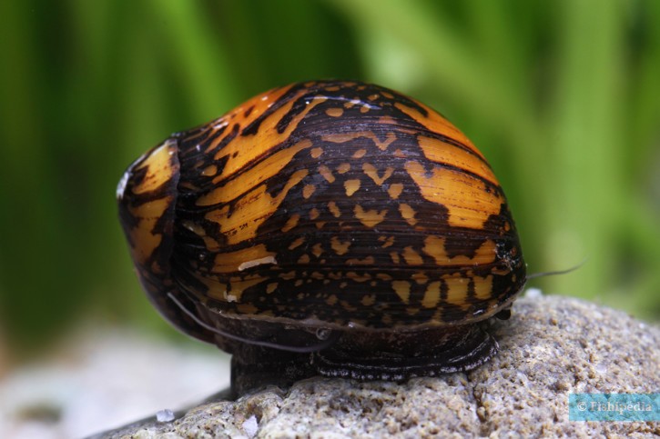 Neritina variegata