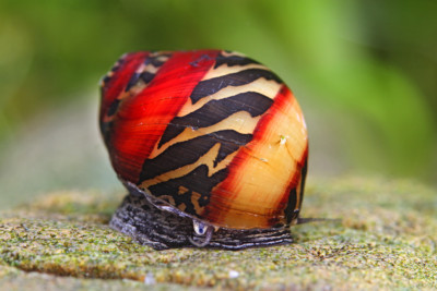 Vittina waigiensis
