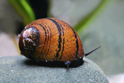 Neritodryas sp. Batik