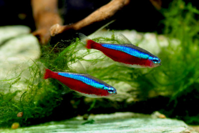 cardinalis Characidae