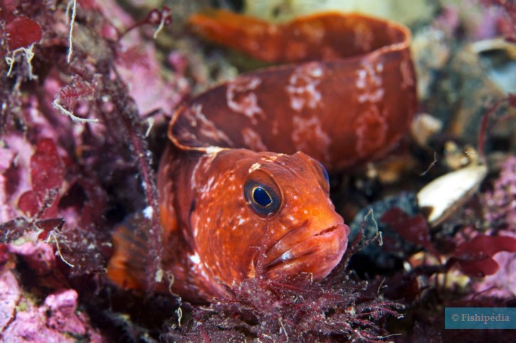 Anarhichas lupus - pez lobo del Atlántico