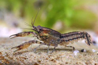 Cambarellus schmitti Cambaridae