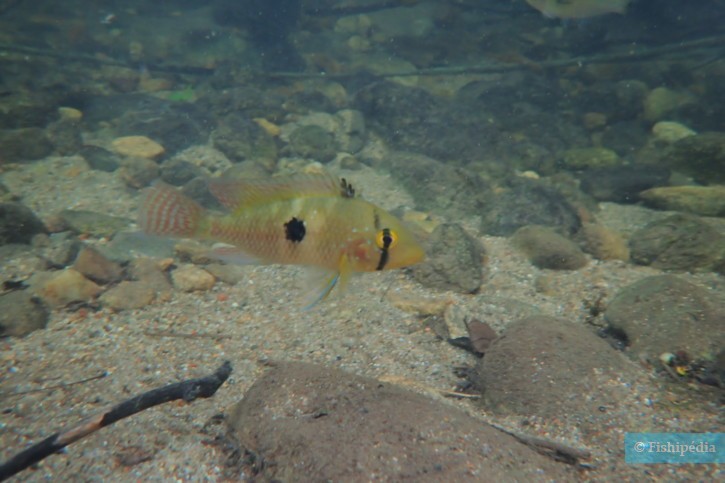 Geophagus brasiliensis