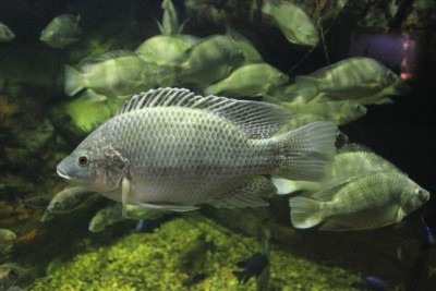 tilapia du Mozambique Cichlidae